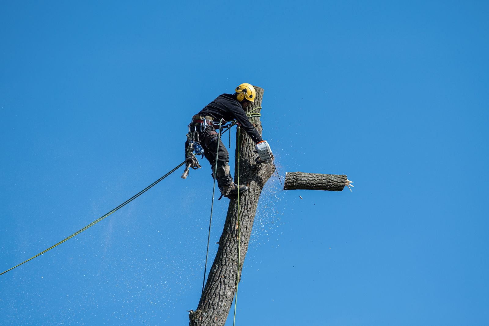Certified arborist cutting a large tree trunk with a chainsaw using rope climbing gear