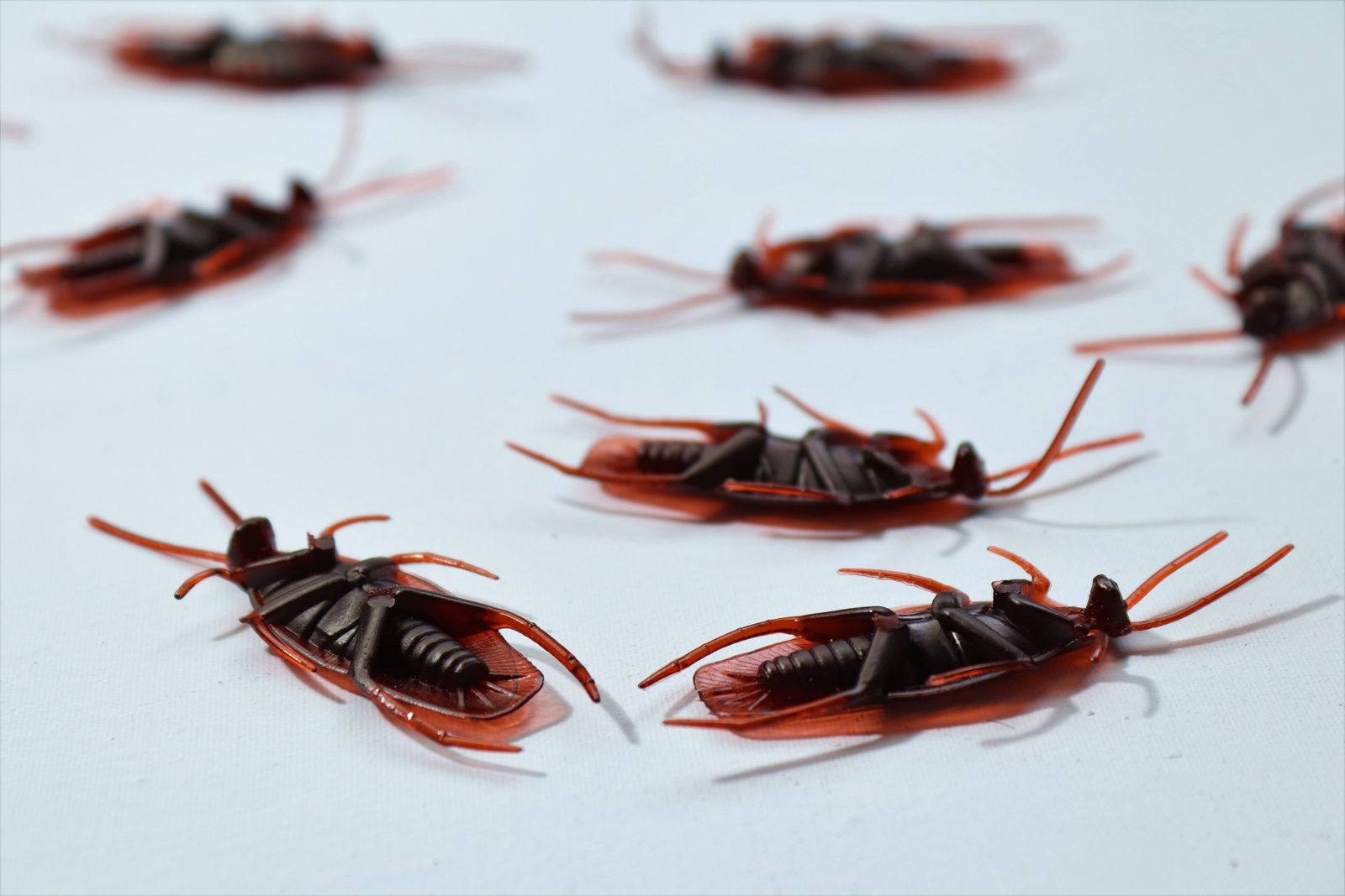 Several cockroaches scattered on a white surface, the kind of pest problem that drives urgent Google searches