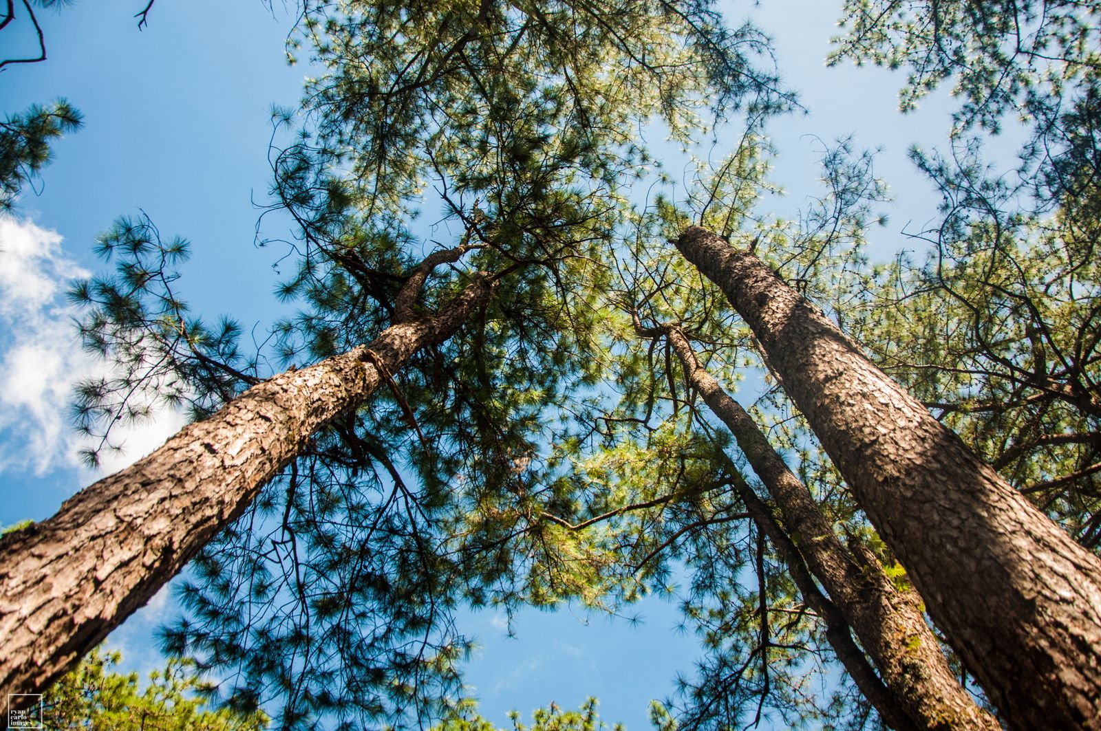 Tall evergreen trees representing long-lasting SEO content