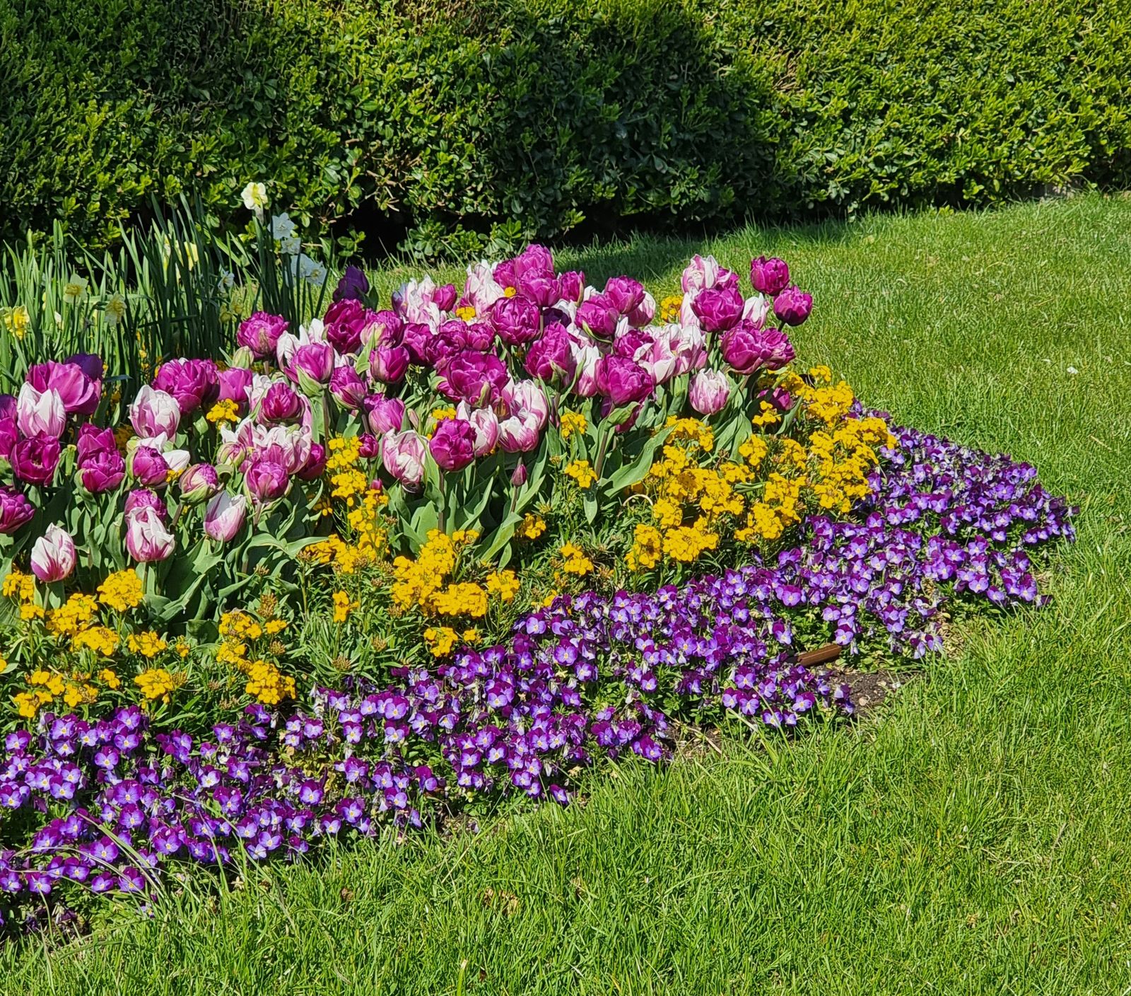 Vibrant flowerbed of tulips and violets — the finished portfolio shots that customers search for in inspiration phase