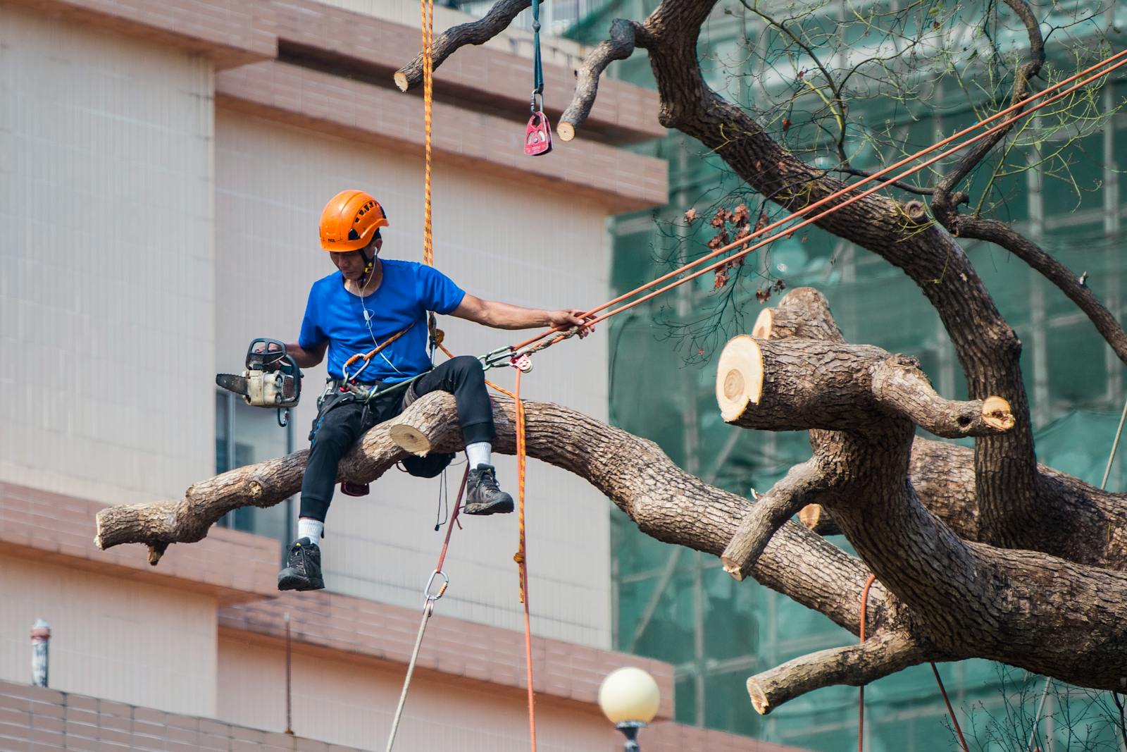 An arborist with chainsaw harnessed to a tree — the kind of high-ticket service landscaping SEO captures