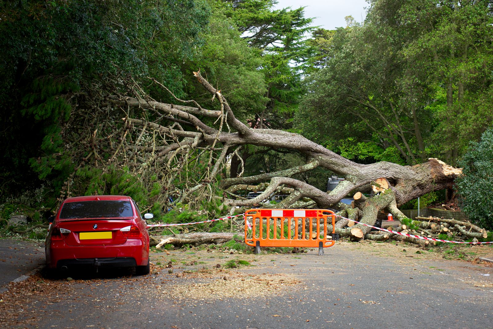 Large fallen tree blocking a suburban road with traffic safety barriers and damaged vehicle nearby