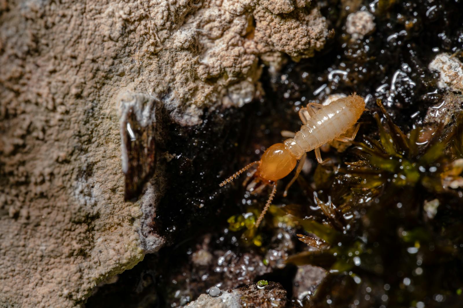 Close-up of a termite on wood — the seasonal pest most pest control content underserves