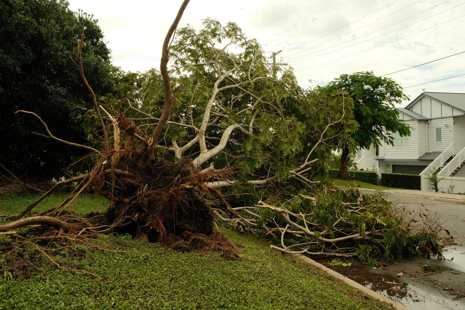 Large oak tree uprooted in residential yard after a windstorm with exposed root system