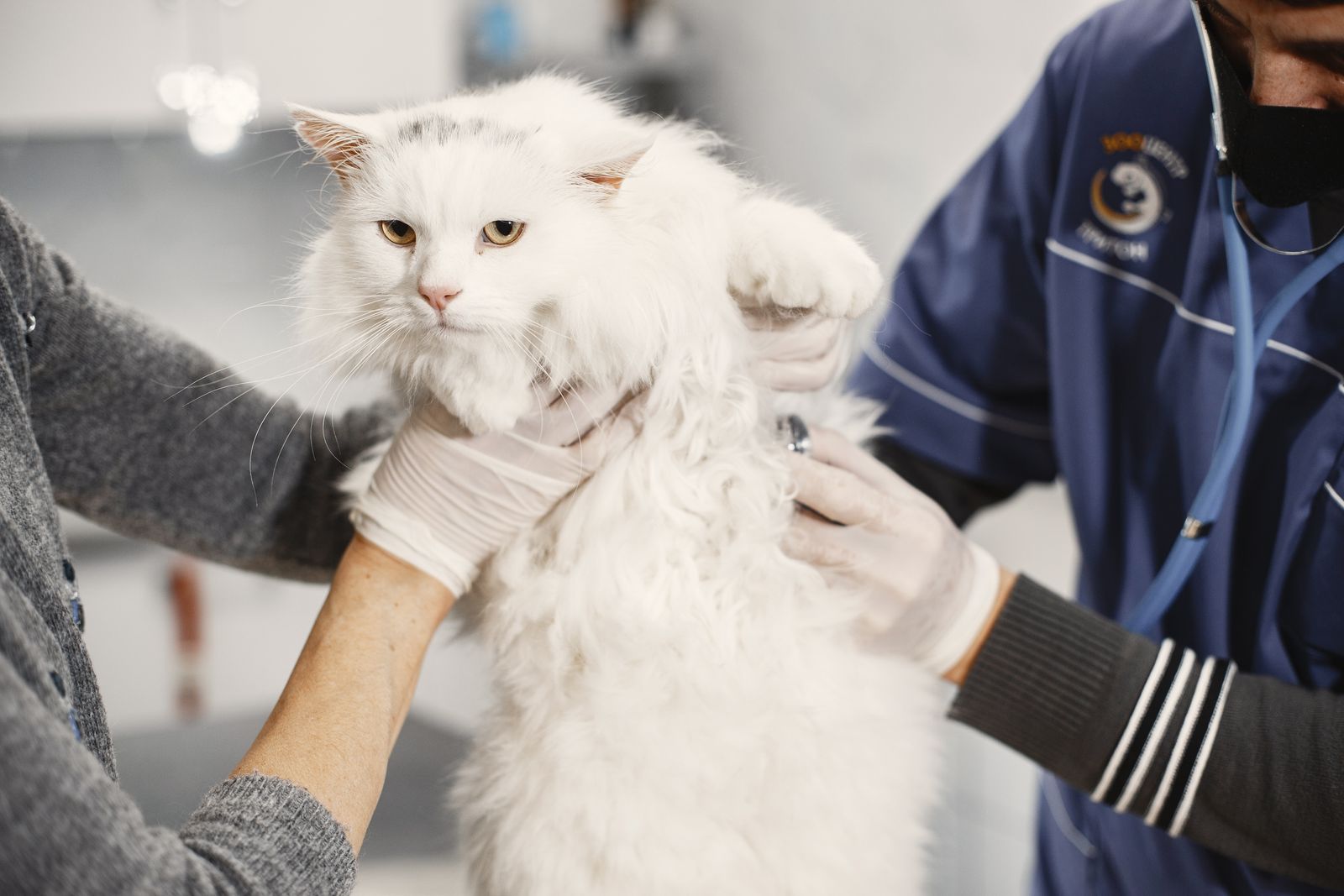 Veterinarian examining a fluffy white cat with a stethoscope while owner gently holds the pet
