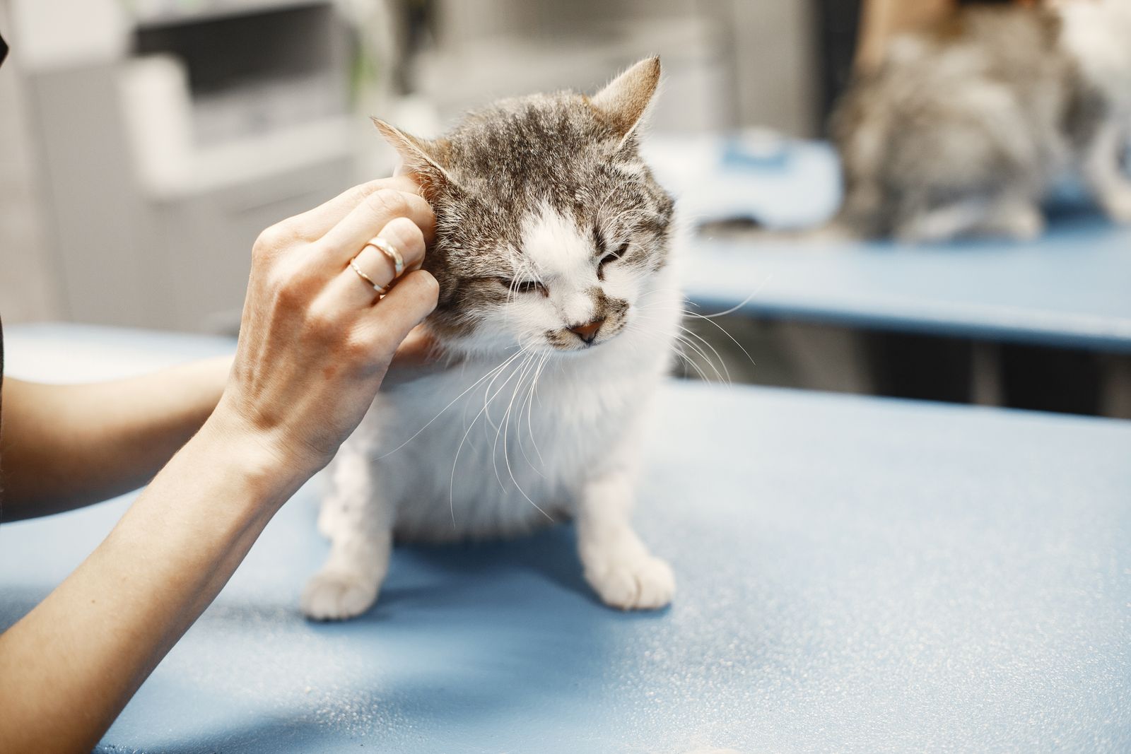Veterinarian gently examining a small grey and white cat on an exam table