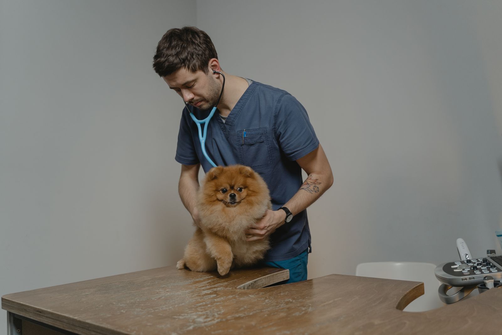 Veterinarian listening to a Pomeranian's heart with a stethoscope during a routine checkup