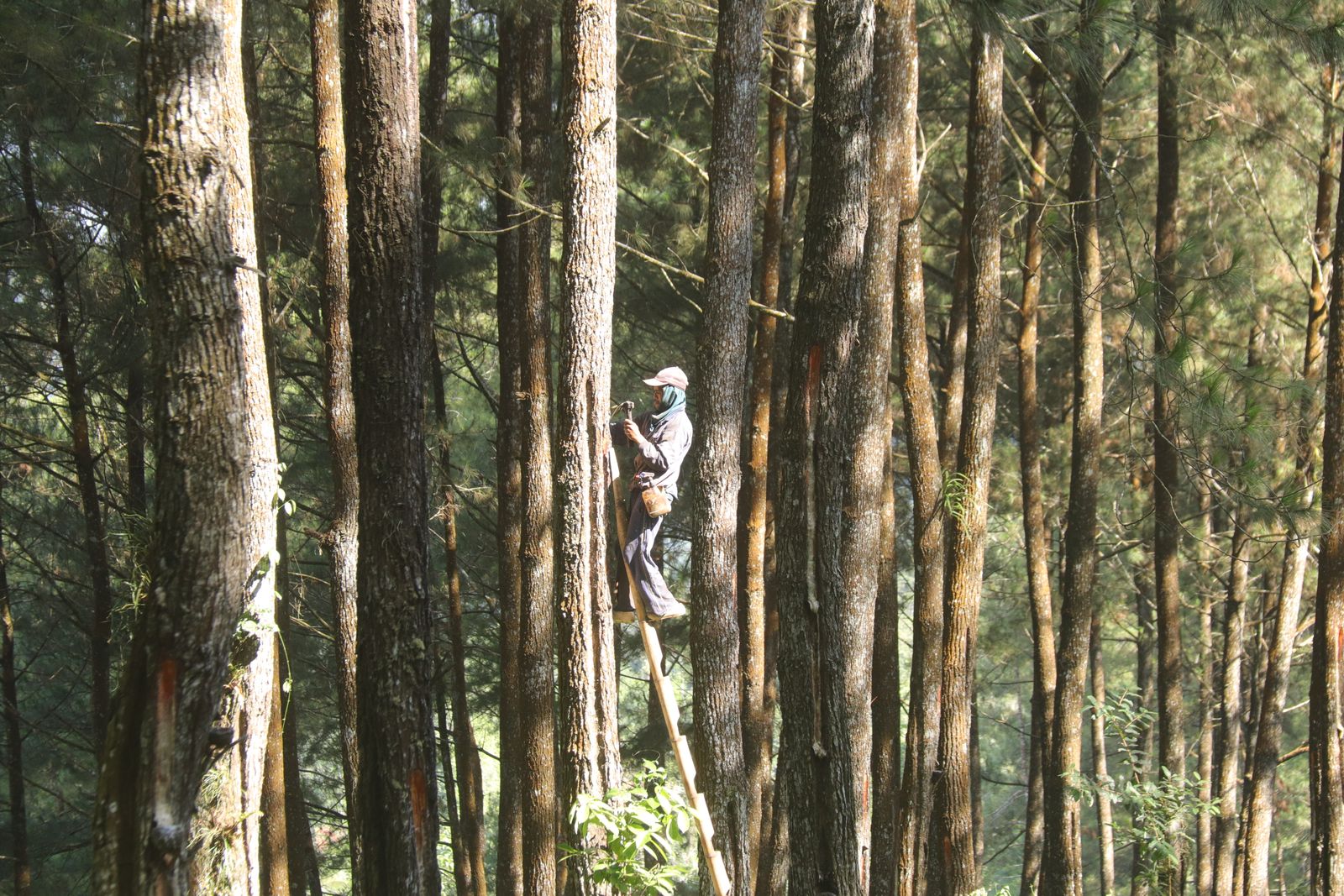 Arborist climbing high into a tall pine tree to perform pruning work
