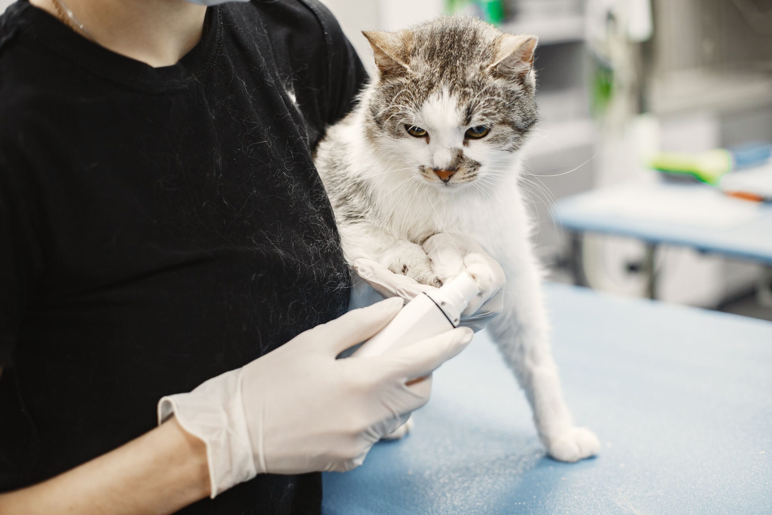 Vet tech in gloves examining a tabby cat's paw on a clinic table
