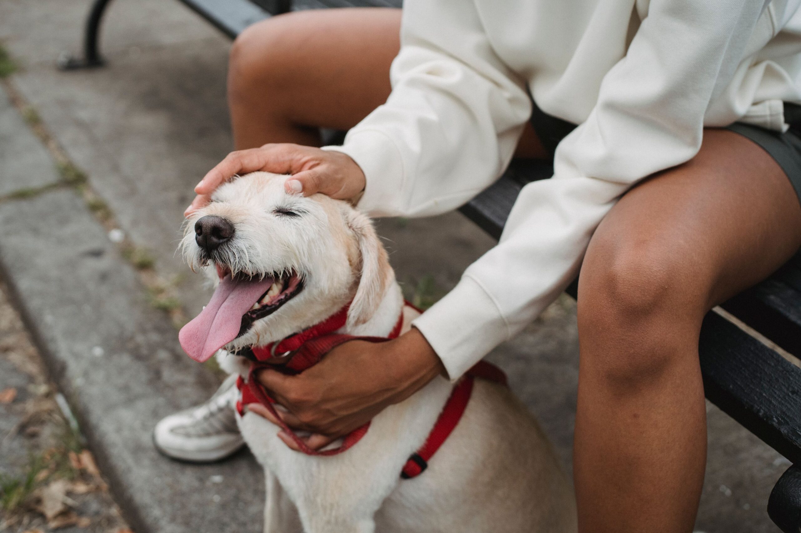 Dog owner petting a happy dog on a park bench after a vet visit