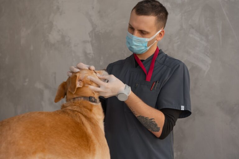 SEO for veterinarians — a vet in scrubs examining a golden dog's face during a checkup