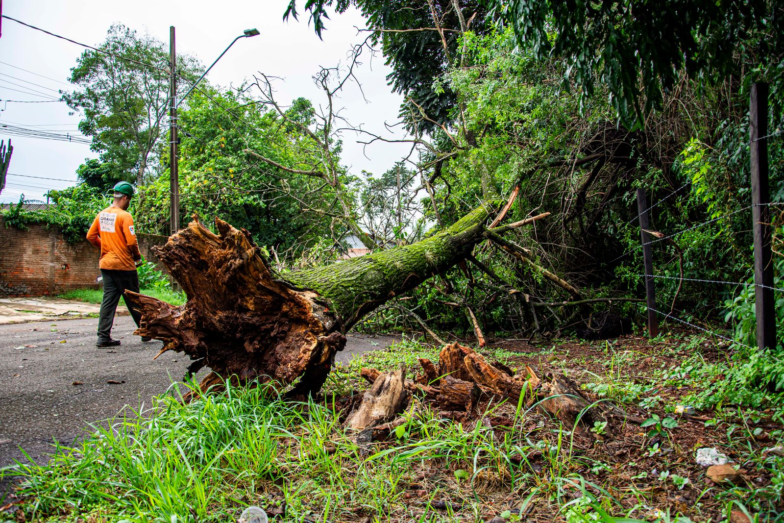 Tree service worker beside a large storm-felled tree blocking a residential road