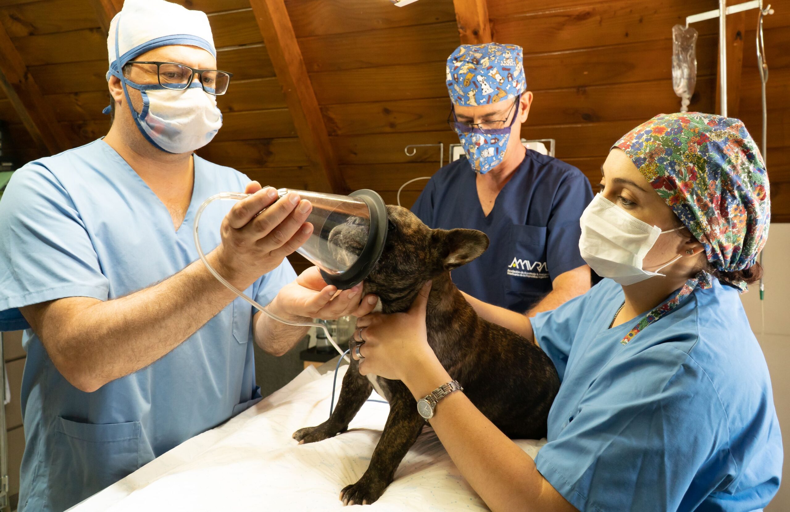 Veterinary surgical team administering anesthesia to a small dog before surgery