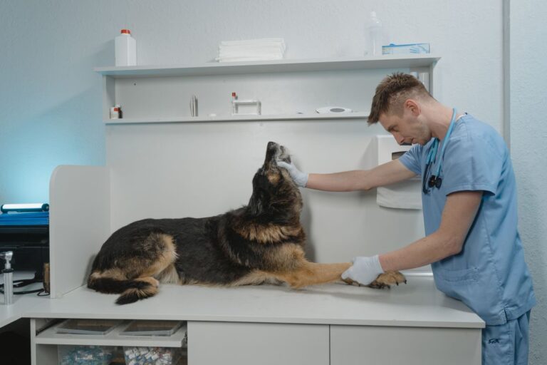 SEO for Veterinarians: How to Win New Pet Owners From Google Without Paying for Shared Leads