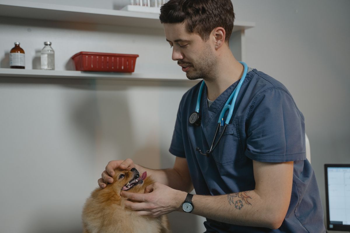 Veterinarian examining a small Pomeranian dog during a routine wellness checkup