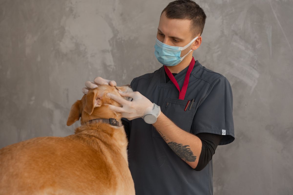 Veterinarian in protective mask examining a brown mixed-breed dog during a clinic appointment