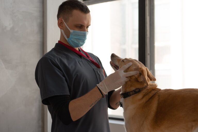 SEO for Veterinary Clinics: How to Fill Your Appointment Book From Google Without Overpaying for Leads