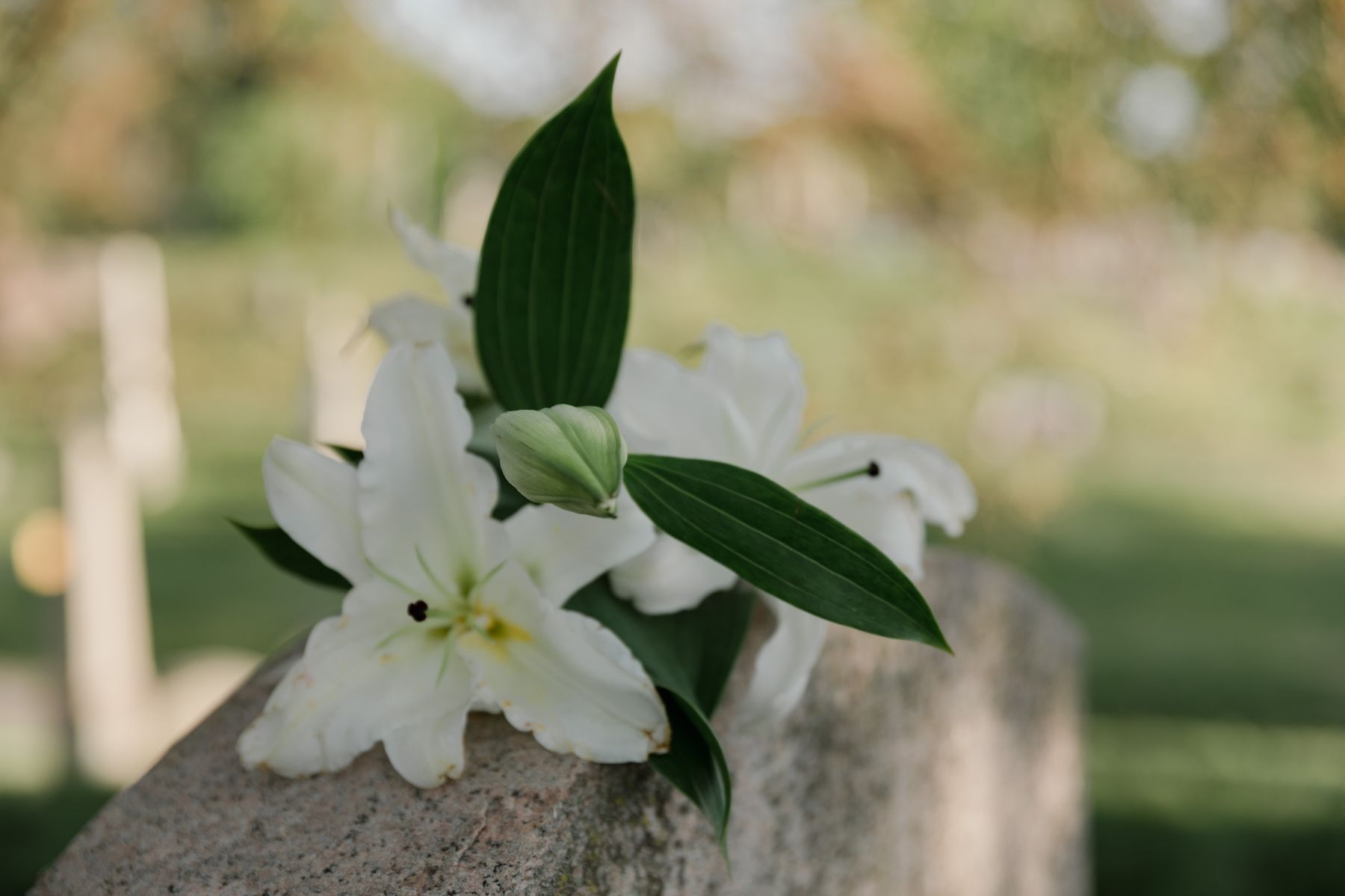 Close-up of white lilies placed at a memorial, symbolizing remembrance