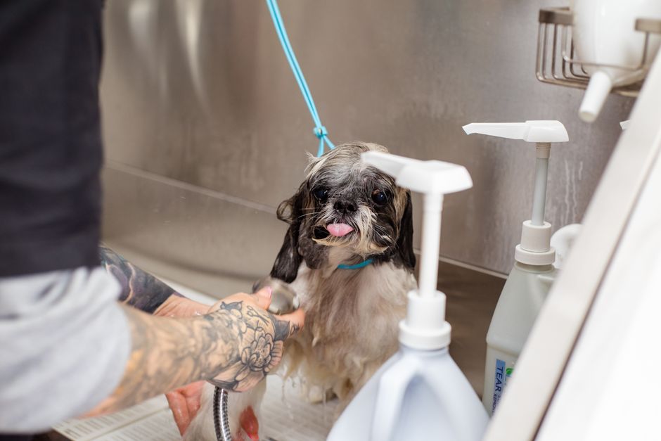 dog groomer 2