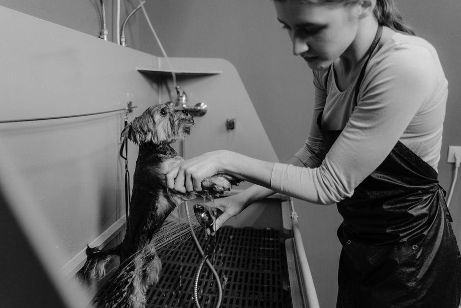 dog groomer 4