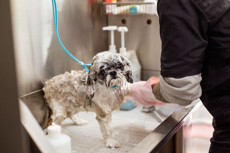 dog groomer 5