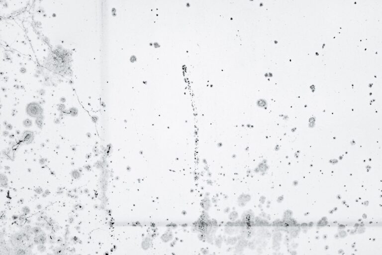 Intricate pattern of black mold spores on a white background, showcasing decay and organic growth.